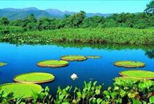 A Safari Adventure, Brazil 